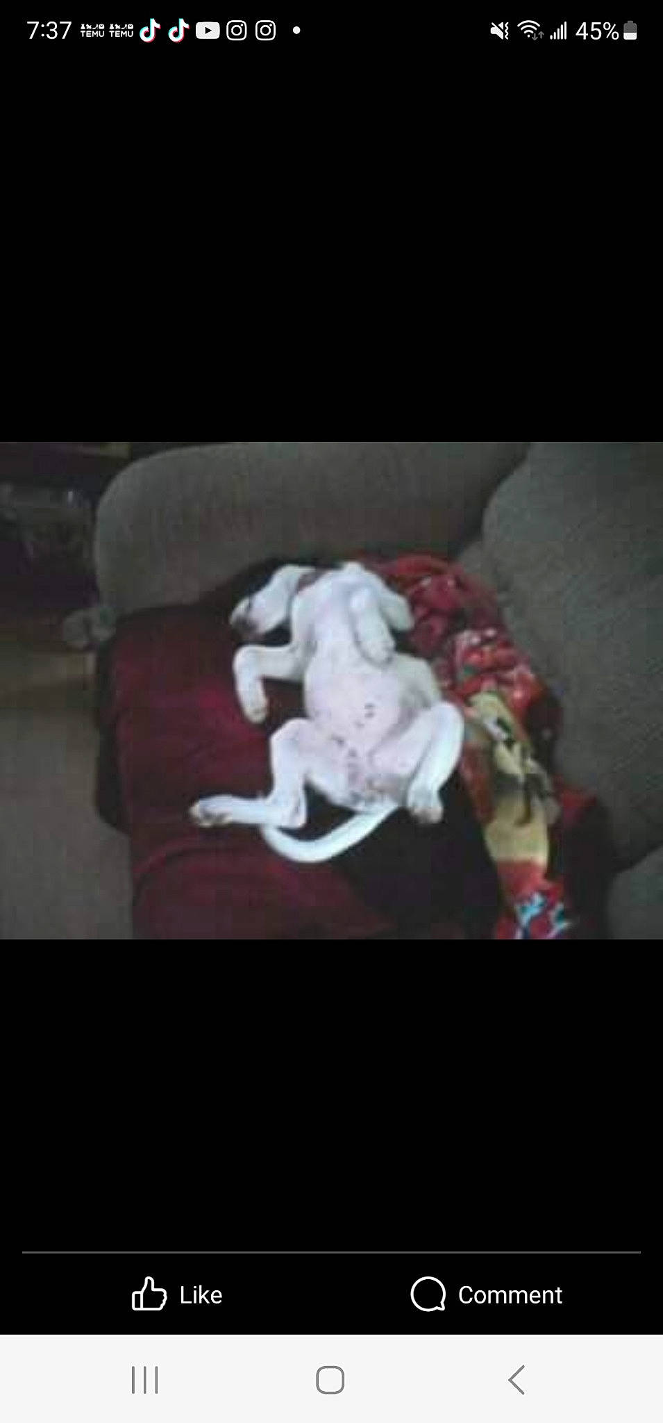 Lady joined the competition — help win amazing prizes! baby_products, bedding, carmine, comfort, companion_dog, darkness, flooring, font, fur, grey, linens, magenta, night, petal, photo_caption, pillow, rectangle, room, still_life_photography, textile