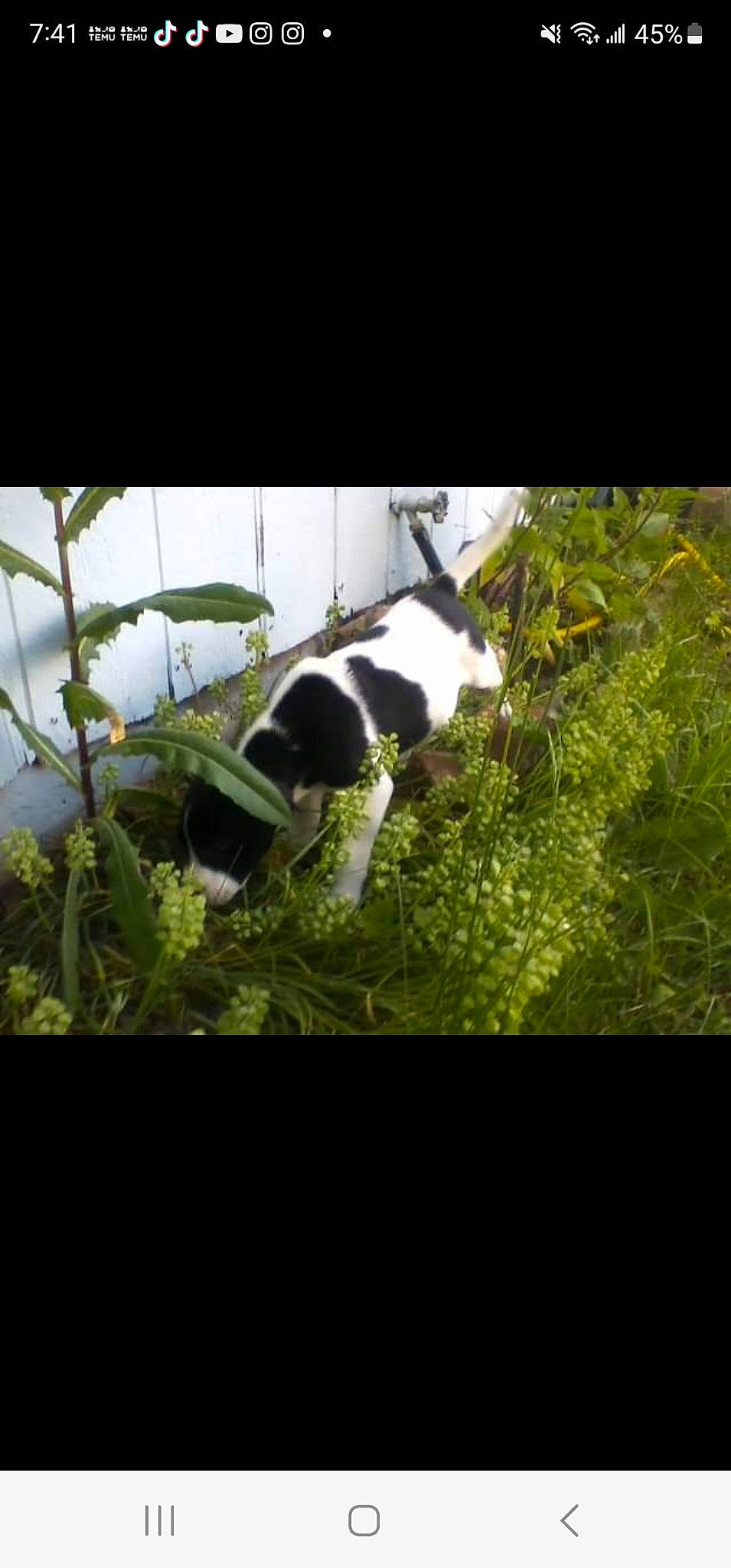 Lady joined the competition — help win amazing prizes! carnivore, companion_dog, dog, dog_breed, forest, grass, jungle, landscape, natural_landscape, non_sporting_group, plant, rainforest, shrub, sky, tail, terrestrial_plant, tints_and_shades, twig, working_animal