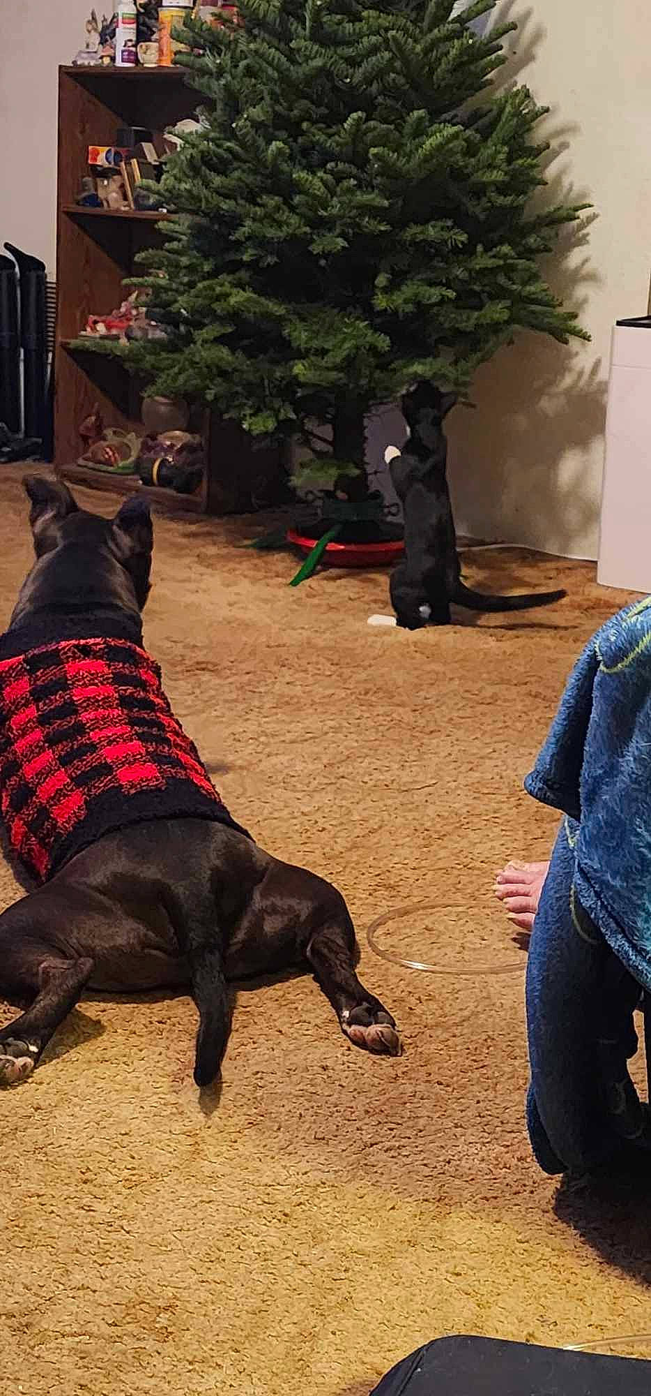 Ace joined the competition — help win amazing prizes! carnivore, collar, companion_dog, dog, dog_breed, dog_collar, event, fawn, flooring, fun, grass, leash, plant, sitting, snout, tail, tints_and_shades, tree, window, working_animal