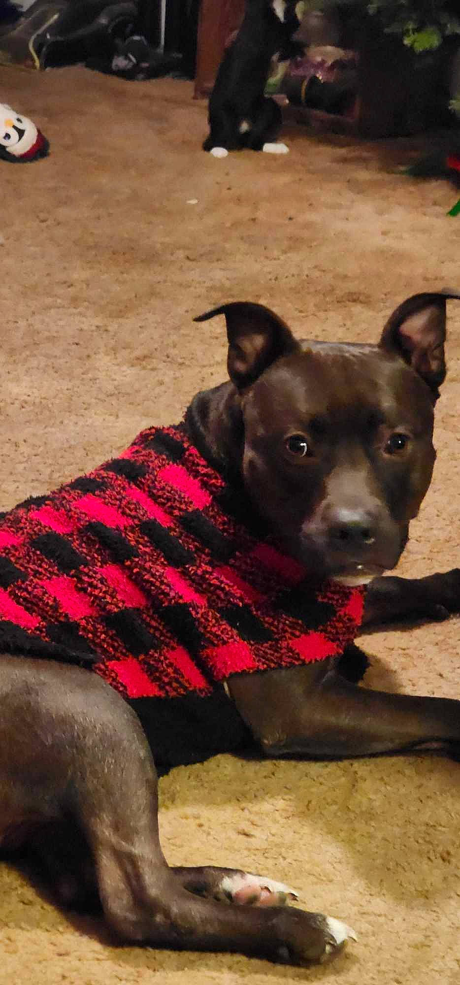 Ace joined the competition — help win amazing prizes! canidae, carnivore, collar, companion_dog, dog, dog_breed, dog_collar, dog_supply, fashion_accessory, fawn, fur, magenta, pattern, snout, sporting_group, terrestrial_animal, toy_dog, whiskers, woolen, working_animal