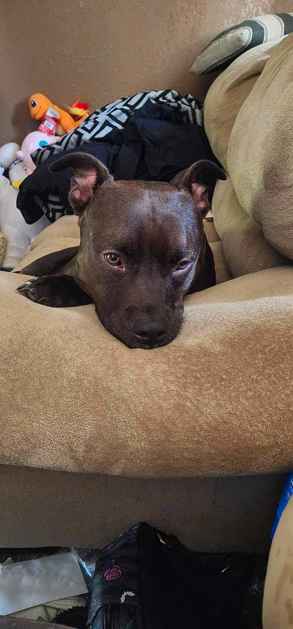 Ace joined the competition — help win amazing prizes! blue, canidae, carnivore, comfort, companion_dog, dog, dog_breed, ear, fawn, fur, grey, guard_dog, liver, non_sporting_group, snout, sporting_group, terrestrial_animal, toy_dog, whiskers, working_animal