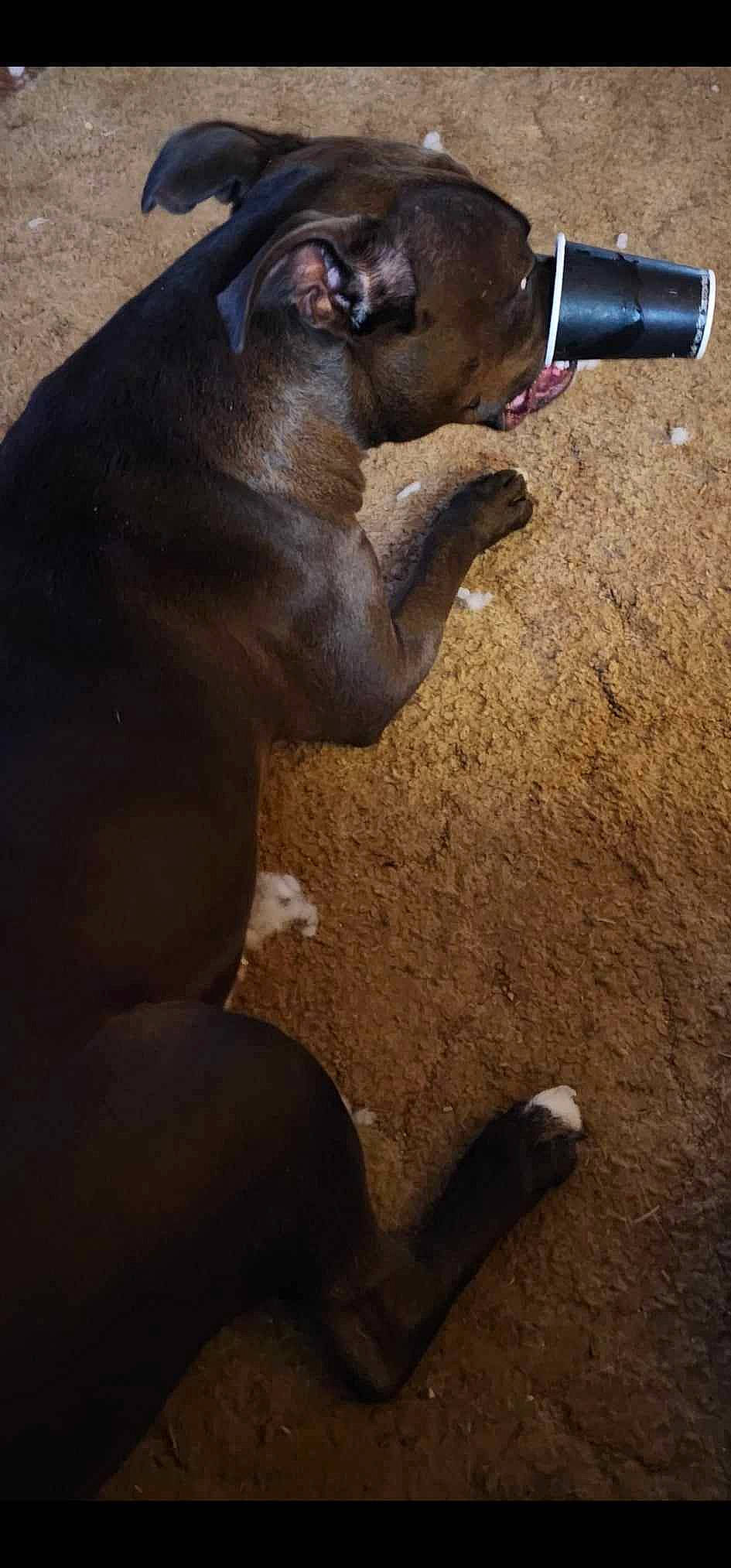 Ace is registered to the contest to win money with this photo: bottle, canidae, dog_breed, drink, drinking, drinkware, fluid, human_leg, landscape, liquid, liver, plastic_bottle, shadow, snout, soil, tail, terrestrial_animal, water_bottle, wood, working_animal