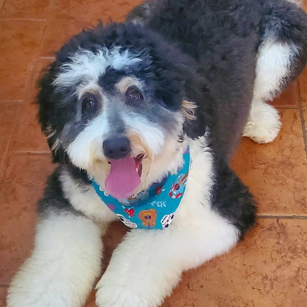Magic Winston joined the competition — help win amazing prizes! animal, bandana, black_and_white, canine, cute, dog, floor, fluffy, fur, happy, indoor, lying_down, pet, playful, puppy, red_ring, smiling, tile, tongue_out, toy