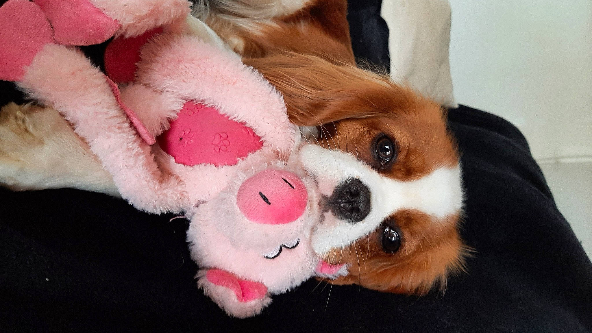Sothys participe au concours pour gagner de l'argent avec cette photo : canidae, carnivore, companion_dog, dog, dog_breed, dog_toy, fawn, fun, fur, fur_clothing, guinea_pig, paw, plush, puppy, snout, sporting_group, stuffed_toy, toy, toy_dog, whiskers