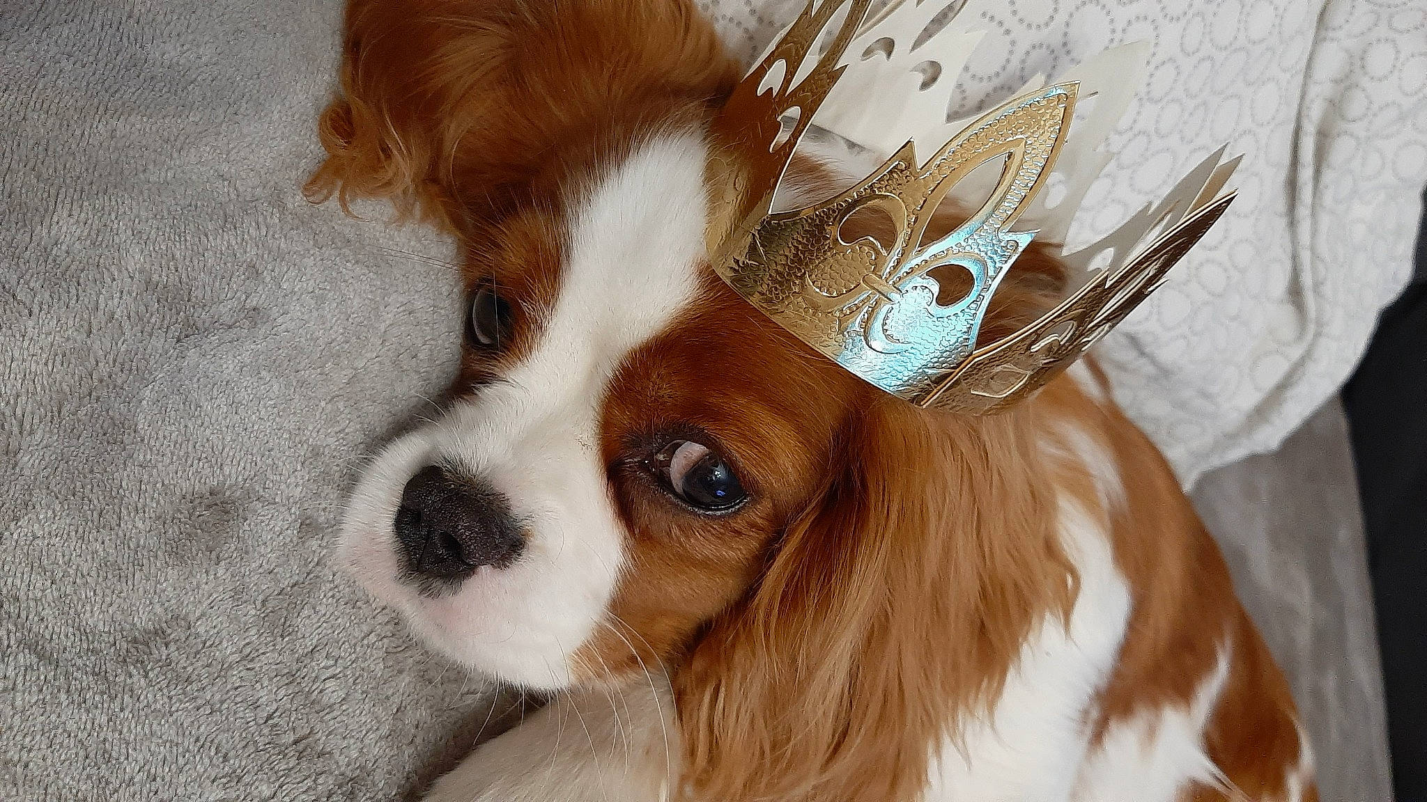 Sothys participe au concours pour gagner de l'argent avec cette photo : canidae, carnivore, cavalier_king_charles_spaniel, companion_dog, dog, dog_breed, ear, eye, eyelash, eyewear, fawn, fur, head, liver, snout, sporting_group, toy, toy_dog, whiskers, working_animal