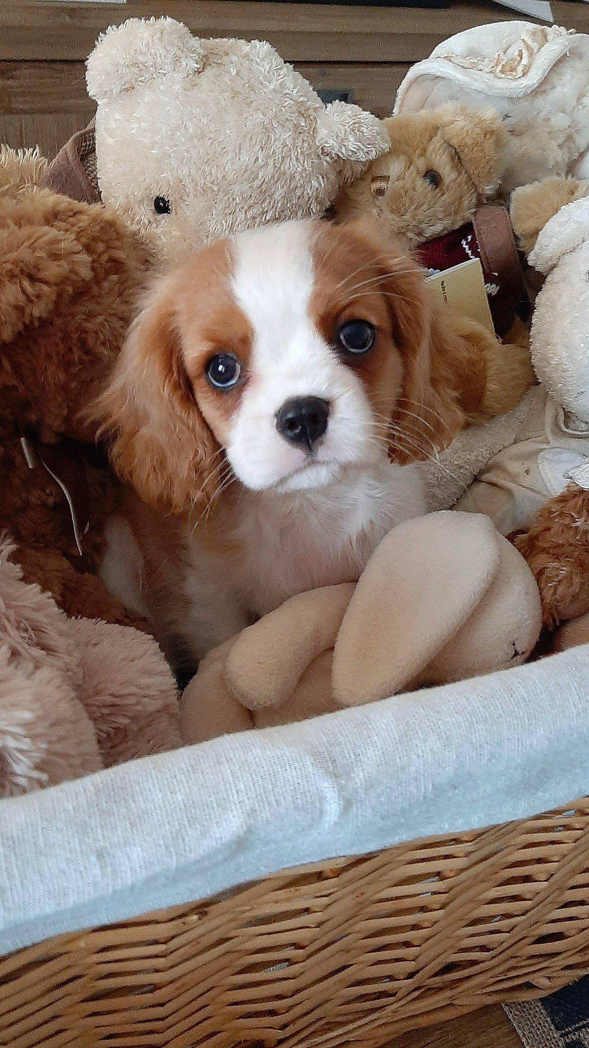 Sothys participe au concours pour gagner de l'argent avec cette photo : ball, canidae, carnivore, cavalier_king_charles_spaniel, companion_dog, dog, dog_breed, dog_supply, fawn, fur, liver, puppy, puppy_love, snout, spaniel, sporting_group, toy, toy_dog, whiskers, working_animal