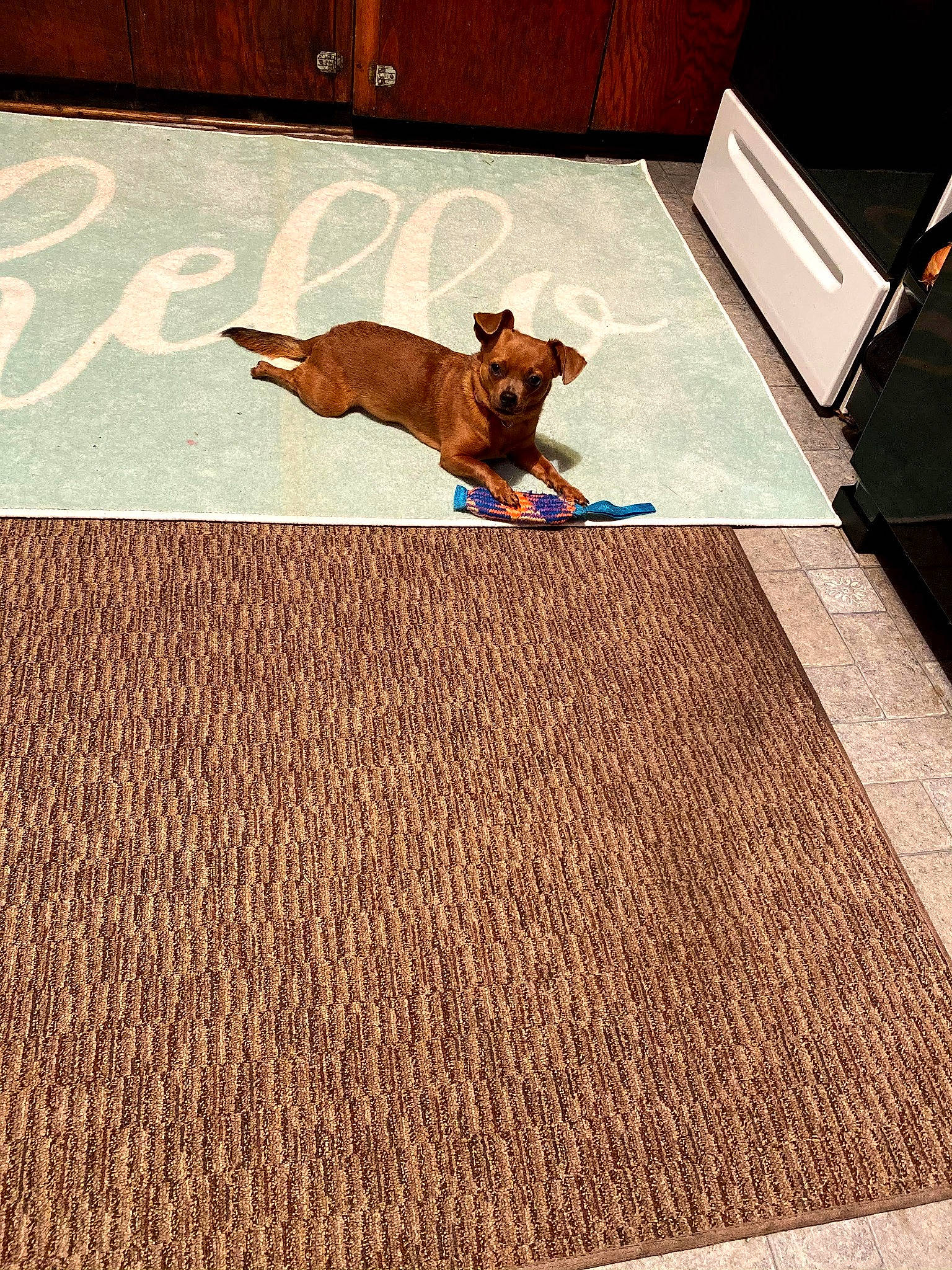 Jazzie is registered to the contest to win money with this photo: brown, carnivore, companion_dog, dog, dog_breed, dog_supply, door, fawn, floor, flooring, grass, hardwood, line, liver, pet_supply, rectangle, sporting_group, tail, wood, working_animal