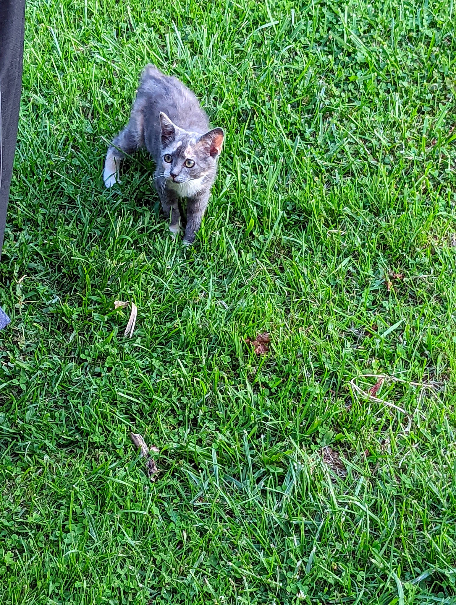 Dak joined the competition — help win amazing prizes! artificial_turf, carnivore, cat, domestic_short_haired_cat, felidae, grass, grassland, groundcover, herb, herbaceous_plant, lawn, pasture, people_in_nature, plant, shrub, small_to_medium_sized_cats, tail, terrestrial_animal, whiskers, wildlife