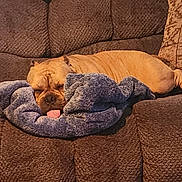 Pluto is registered to the contest to win money with this photo: blanket, brown, comfort, companion, couch, cozy, cute, dog, domestic_animal, fur, furniture, home, indoor, nap, pet, relaxed, resting, sleeping, snuggled, tongue_out