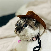 Gin joined the competition — help win amazing prizes! accessory, animal, bell, blue_eyes, brown_hat, cat, close_up, collar, cowboy_hat, curious, cute, domestic_animal, feline, fur, indoor, pet, portrait, soft_background, whiskers, white_fur