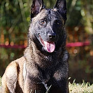 Volga Des Malistaffs participe au concours pour gagner de l'argent avec cette photo : alert, animal, background_blur, belgian_malinois, canine, closeup, dog, ears_up, fur, grass, happy, laying_down, mammal, nature, outdoor, pet, portrait, sunlight, tongue_out, watchful