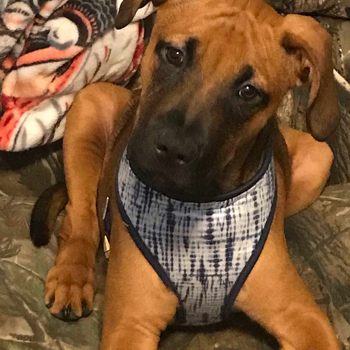 Veda Michael joined the competition — help win amazing prizes! animal, blanket, brown_dog, camo, canine, closeup, curious, cute, dog, ears, face, fur, harness, indoor, looking, paw, pet, puppy, resting, young_dog