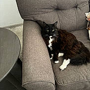 Buster joined the competition — help win amazing prizes! cat, black_and_white, fluffy, armchair, furniture, indoor, carpet, table, relaxing, pet, whiskers, curious, cozy, resting, domestic_animal, living_room, soft, comfort, mammal, cute