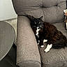 cat, black_and_white, fluffy, armchair, furniture, indoor, carpet, table, relaxing, pet, whiskers, curious, cozy, resting, domestic_animal, living_room, soft, comfort, mammal, cute