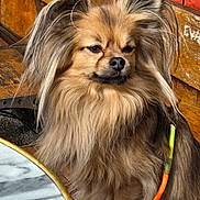 Marley a rejoint le concours — aidez-le/la à gagner de superbes lots ! animal, bench, brown_fur, calm, close_up, companionship, cute, dog, fluffy, green_leash, leash, long_hair, marble_table, orange_leash, outdoor, pet, portrait, sitting, sunlight, wooden_bench