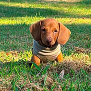 Theo joined the competition — help win amazing prizes! puppy, dog, brown_dog, grass, outdoor, sunlight, sweater, pet, cute, animal, young_dog, nature, greenery, small_dog, adorable, ears, sitting, daylight, closeup, canine