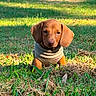 puppy, dog, brown_dog, grass, outdoor, sunlight, sweater, pet, cute, animal, young_dog, nature, greenery, small_dog, adorable, ears, sitting, daylight, closeup, canine