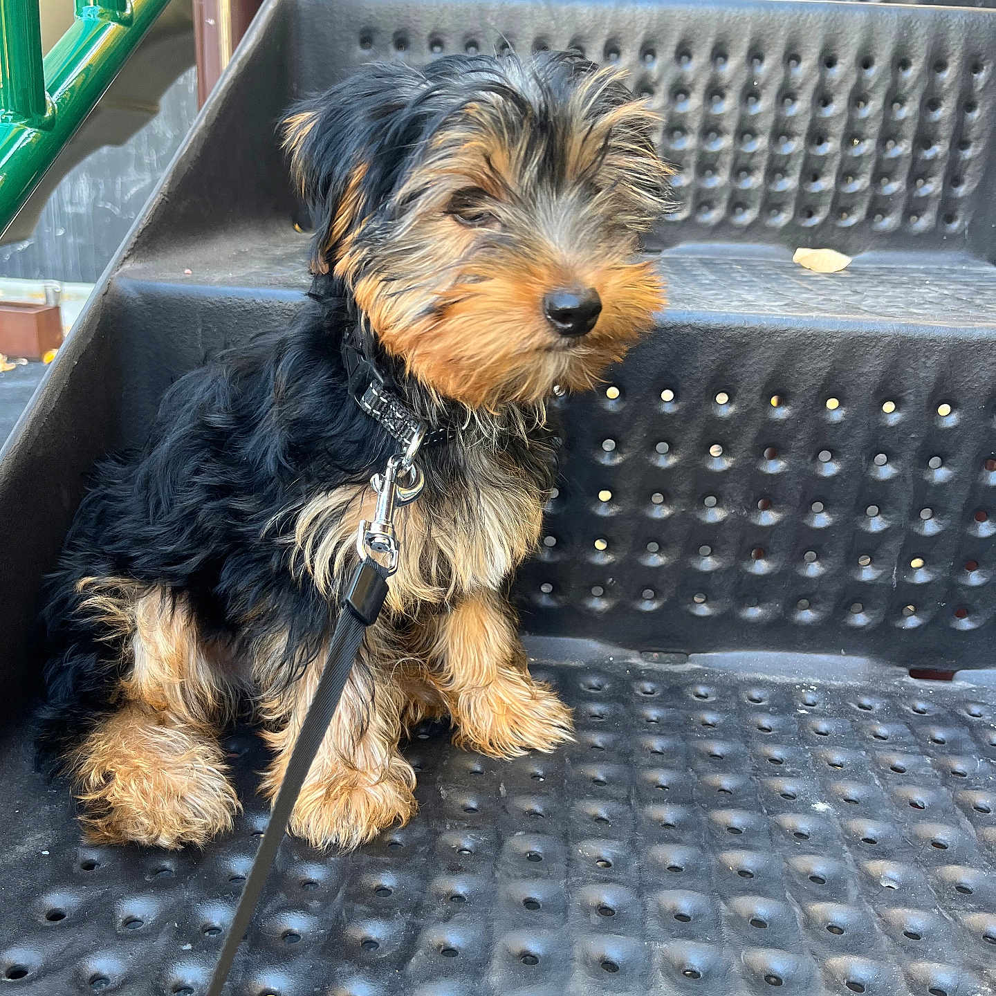 Teddy is registered to the contest to win money with this photo: accessories, airedale, animal, architecture, building, canine, dog, house, housing, leash, machine, outdoorplayarea, outdoors, pet, playarea, poodle, puppy, staircase, strap, terrier