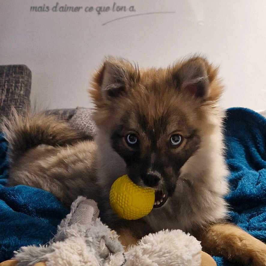 Utha a rejoint le concours — aidez-le/la à gagner de superbes lots ! animal, ball, blanket, canine, cat, couch, dog, face, furniture, head, kitten, person, pet, photography, plush, siamese, sport, tennis, tennisball, toy