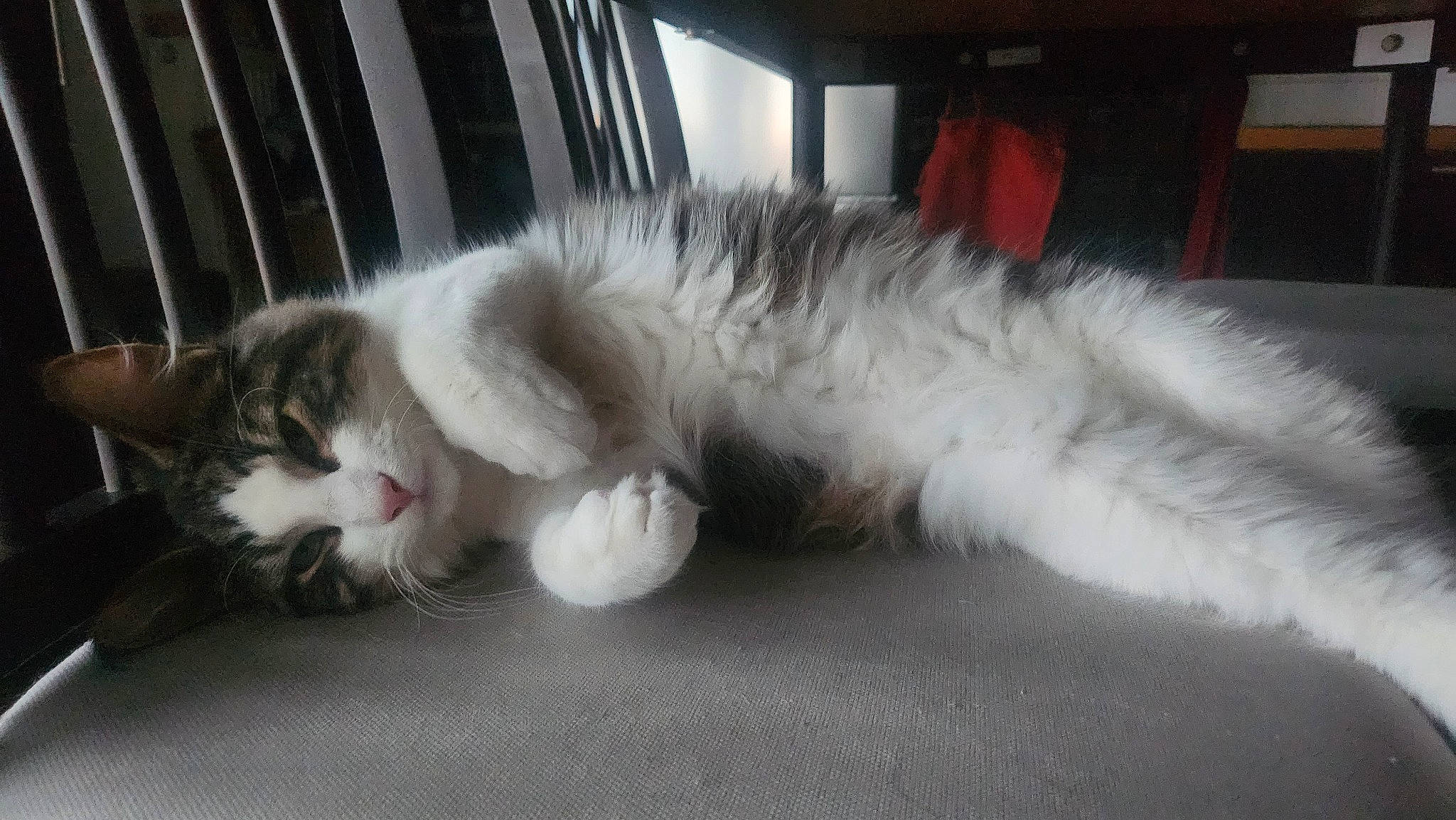 Uby a rejoint le concours — aidez-le/la à gagner de superbes lots ! carnivore, cat, claw, comfort, domestic_short_haired_cat, felidae, foot, fur, nap, paw, small_to_medium_sized_cats, snout, tail, terrestrial_animal, whiskers