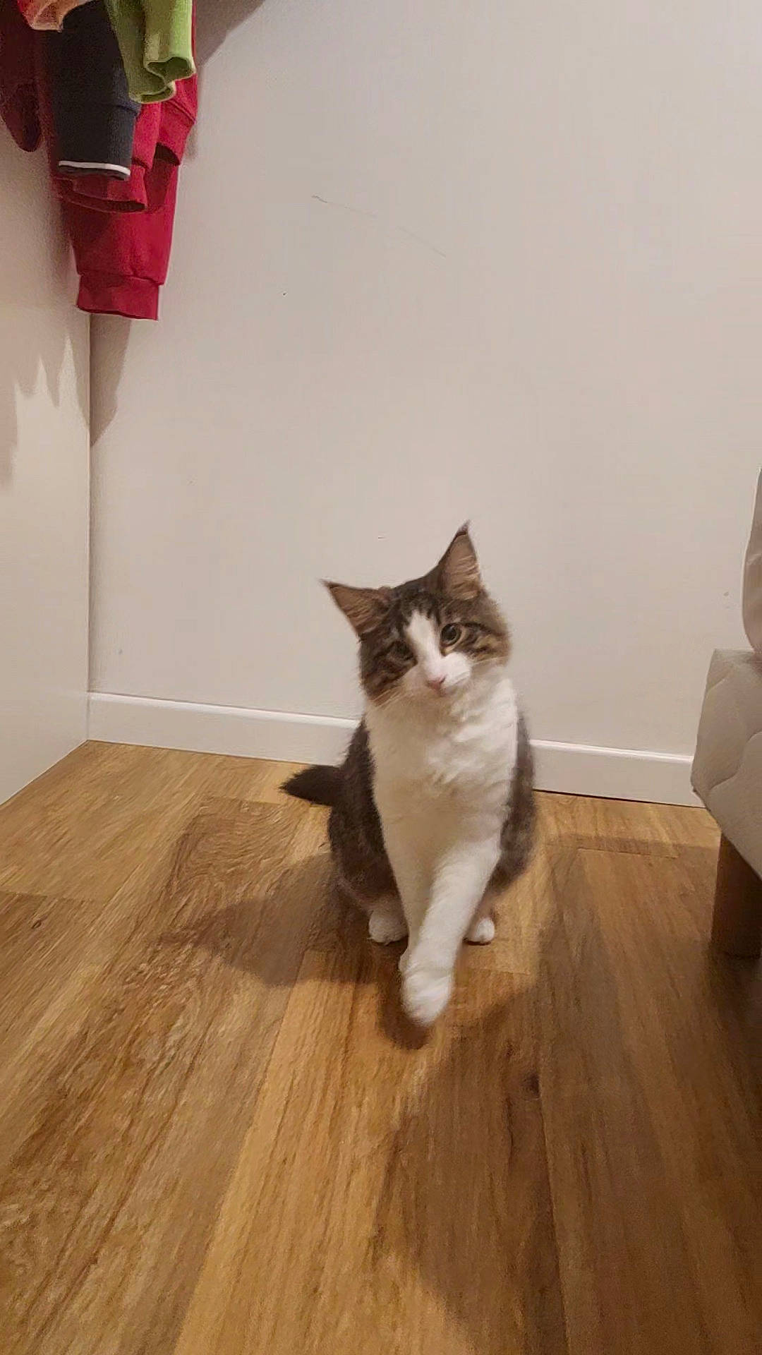 Uby a rejoint le concours — aidez-le/la à gagner de superbes lots ! carnivore, cat, domestic_short_haired_cat, felidae, floor, flooring, fur, grey, hardwood, laminate_flooring, paw, plywood, small_to_medium_sized_cats, tail, varnish, whiskers, window, wood, wood_flooring, wood_stain