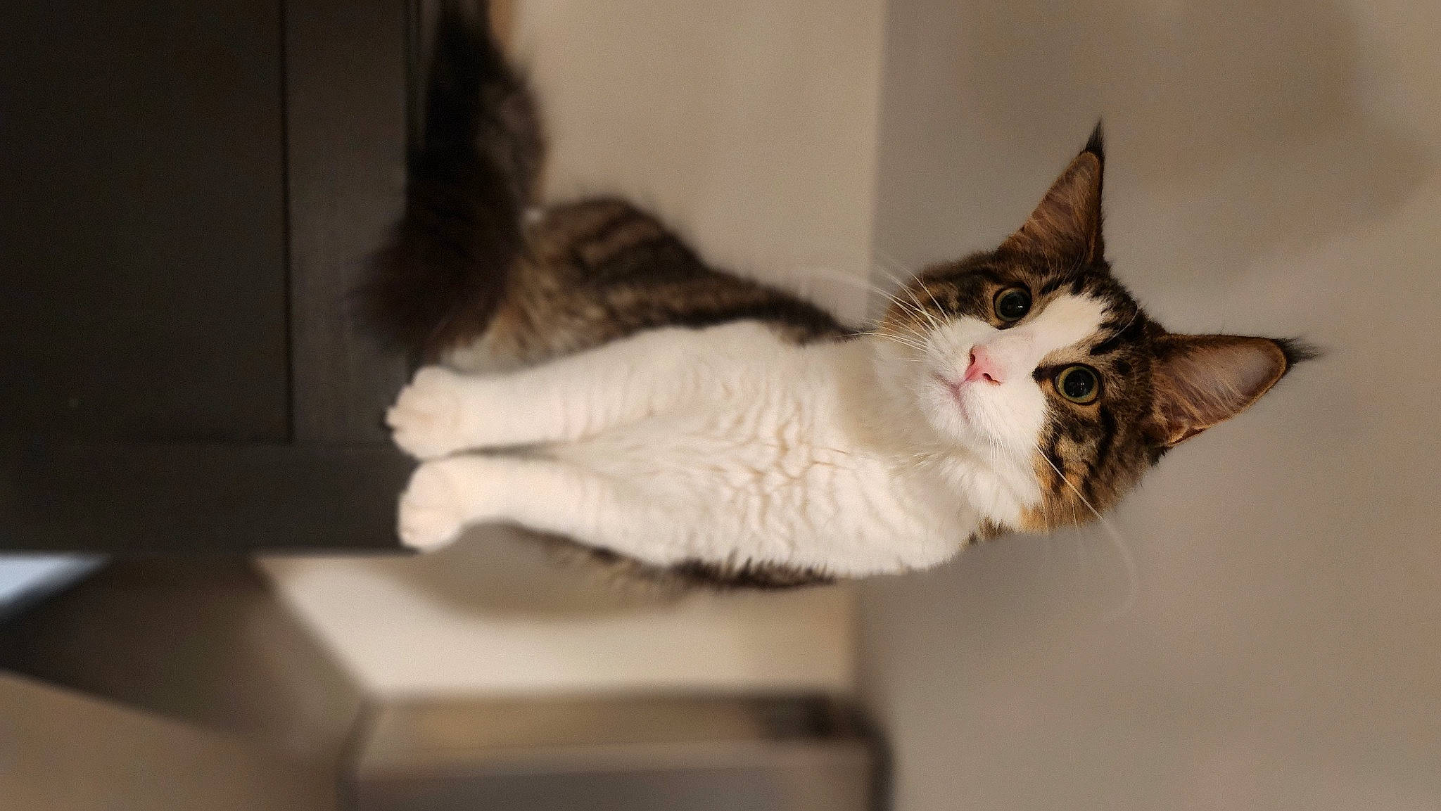 Uby a rejoint le concours — aidez-le/la à gagner de superbes lots ! carnivore, cat, domestic_short_haired_cat, felidae, fur, paw, plant, room, small_to_medium_sized_cats, snout, tail, tree, twig, whiskers, wood