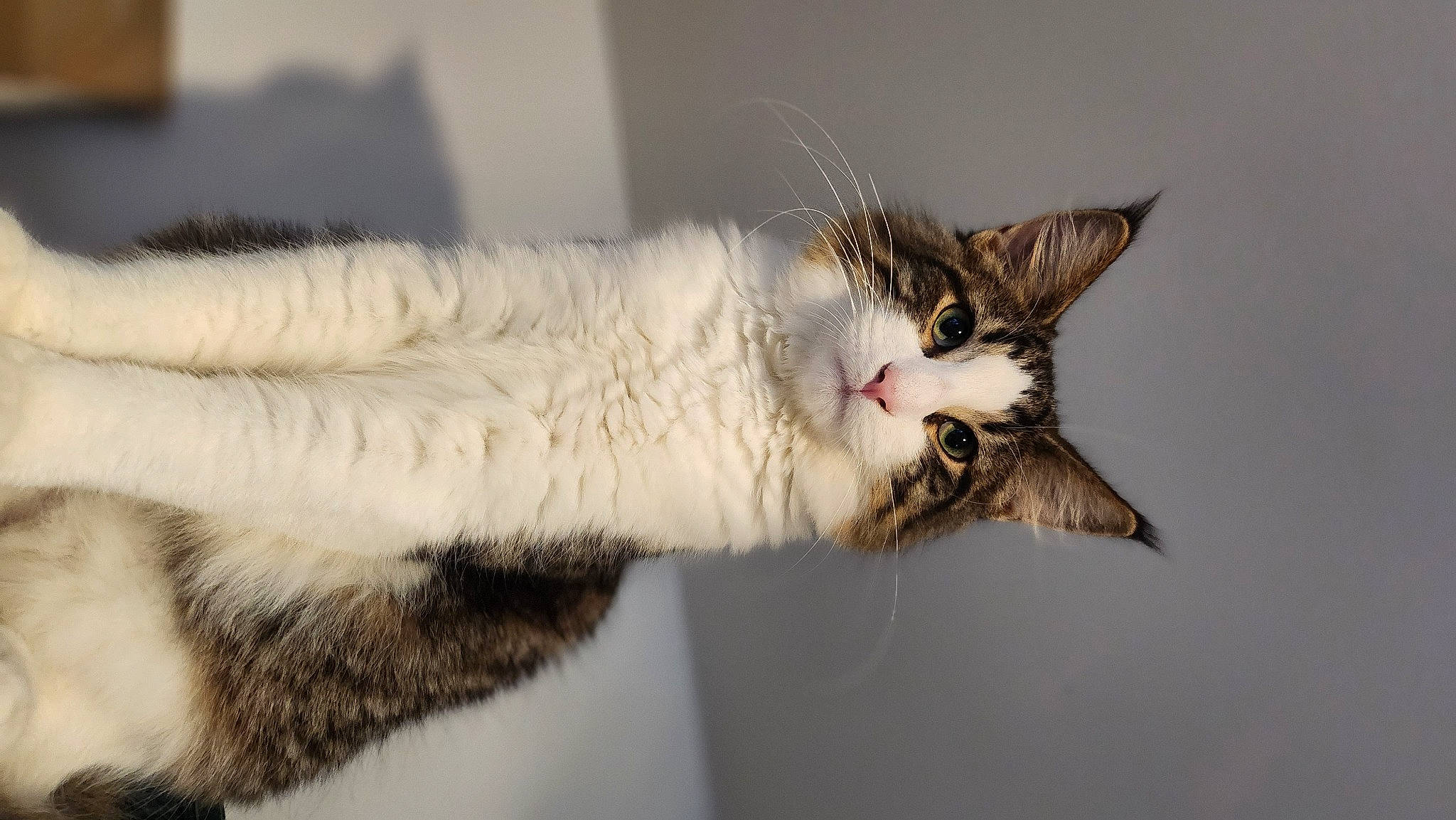 Uby a rejoint le concours — aidez-le/la à gagner de superbes lots ! art, carnivore, cat, claw, close_up, comfort, domestic_short_haired_cat, eyelash, felidae, fur, paw, small_to_medium_sized_cats, snout, tail, whiskers