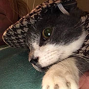 Vidar is registered to the contest to win money with this photo: animal, cat, close_up, companion, cozy, curious, cute, domestic_cat, face_partial, feline, gray_cat, hat, human, indoor, patterned_hat, paw, pet, pet_accessory, portrait, white_paw