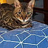 bed, bengal_cat, blanket, cat, close_up, cozy, dresser, ears, feline, furniture, gaze, green_eyes, indoor, lounging, paws, pet, portrait, stripes, tabby_pattern, whiskers