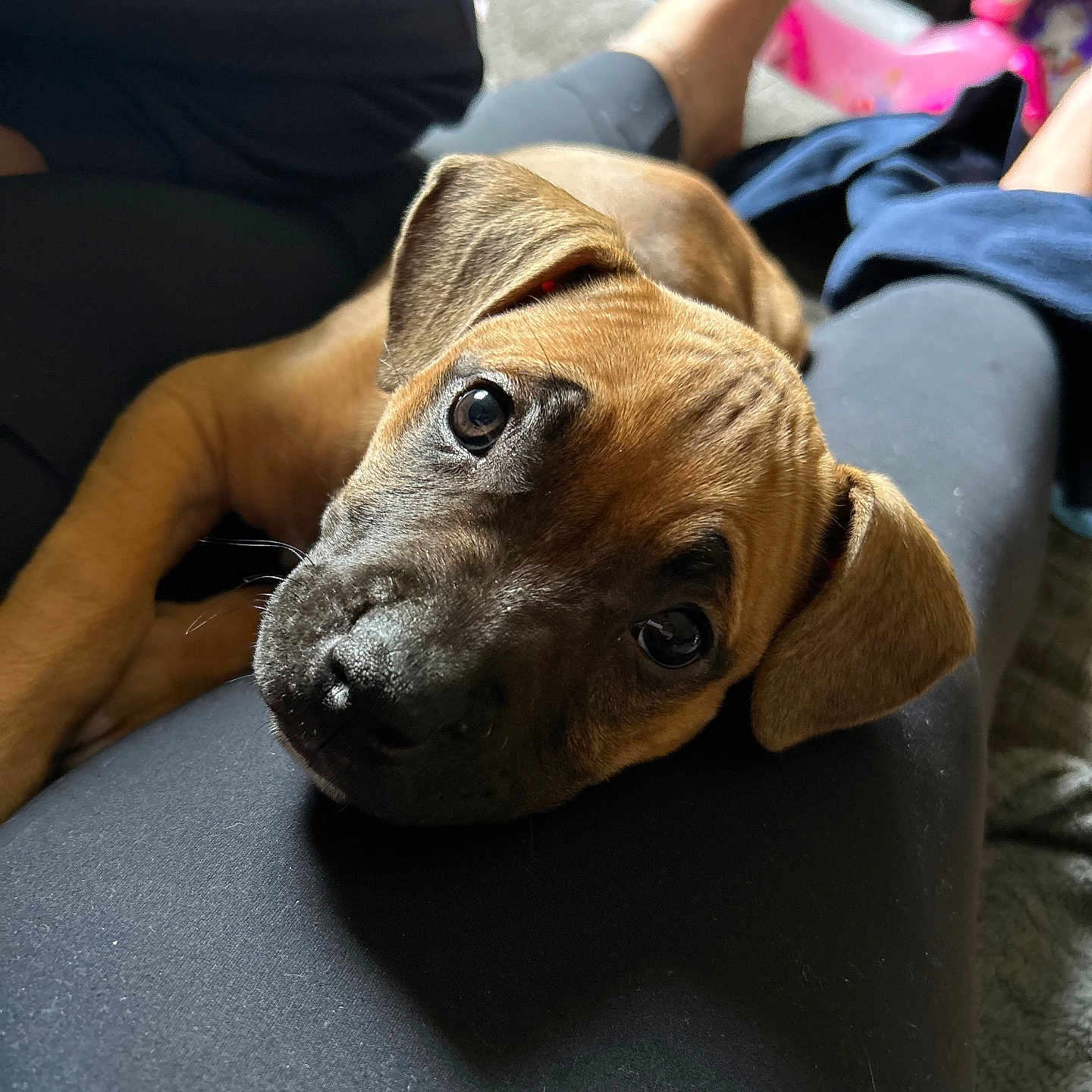 Khaleesi is registered to the contest to win money with this photo: adult, animal, boxer, bulldog, canine, clothing, couch, cushion, dog, furniture, homedecor, hound, indoors, interiordesign, male, man, pants, person, pet, puppy
