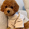Romeo joined the competition — help win amazing prizes! puppy, dog, curly_hair, brown_fur, toy_poodle, pet, sitting, chair, armchair, couch, indoor, portrait, close_up, cute, fluffy, clothing, shirt, cream_color, furniture, home