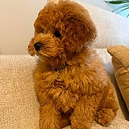 Romeo joined the competition — help win amazing prizes! puppy, dog, curly_fur, brown_fur, small_dog, sitting, couch, sofa, collar, dog_tag, romeo, pet, portrait, indoor, home, cushions, plant, fluffy, cute, animal
