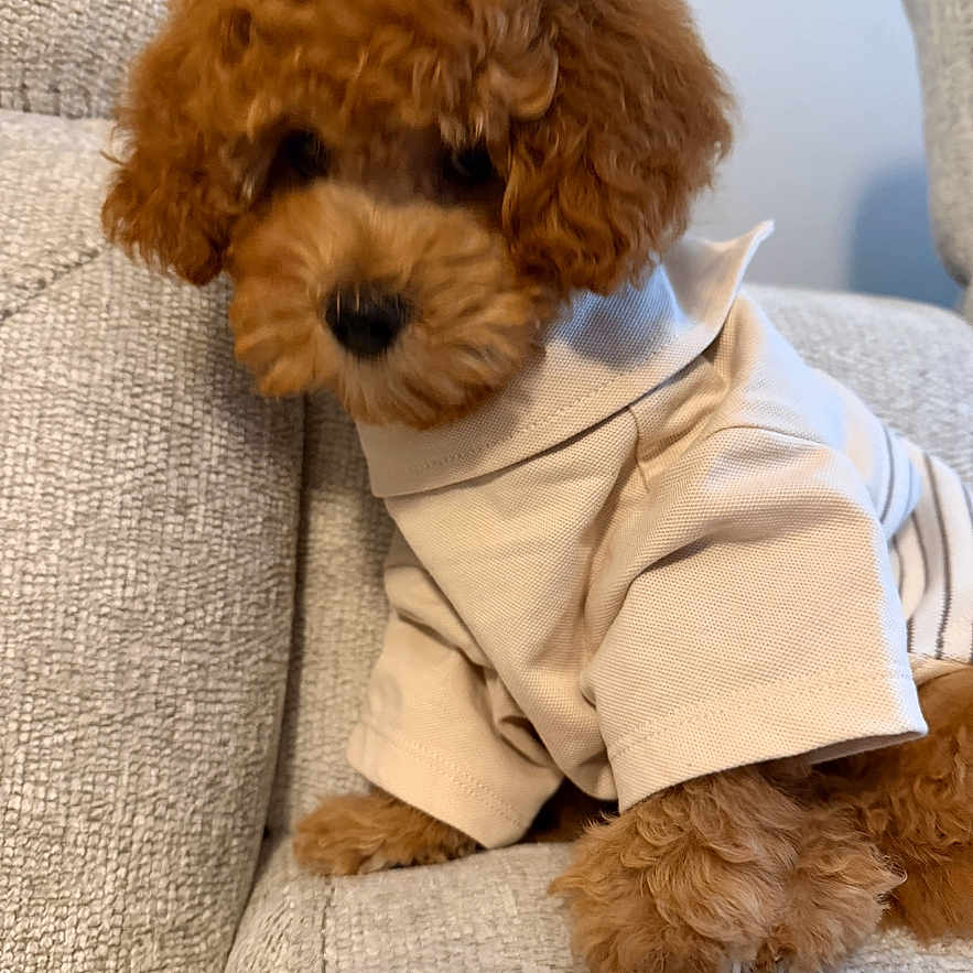 Romeo