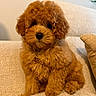 Romeo is registered to the contest to win money with this photo: puppy, dog, apricot, curly_fur, small_breed, toy_poodle, sitting, couch, cushion, indoors, pet, collar, name_tag, black_nose, brown_eyes, fluffy, portrait, cozy, home, adorable