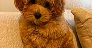 Romeo joined the competition — help win amazing prizes! puppy, dog, apricot, curly_fur, small_dog, sitting, couch, sofa, cushion, collar, pet_tag, indoor, living_room, home, portrait, cute, fluffy, brown, plant, cozy