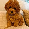 puppy, dog, apricot, curly_fur, small_dog, sitting, couch, sofa, cushion, collar, pet_tag, indoor, living_room, home, portrait, cute, fluffy, brown, plant, cozy