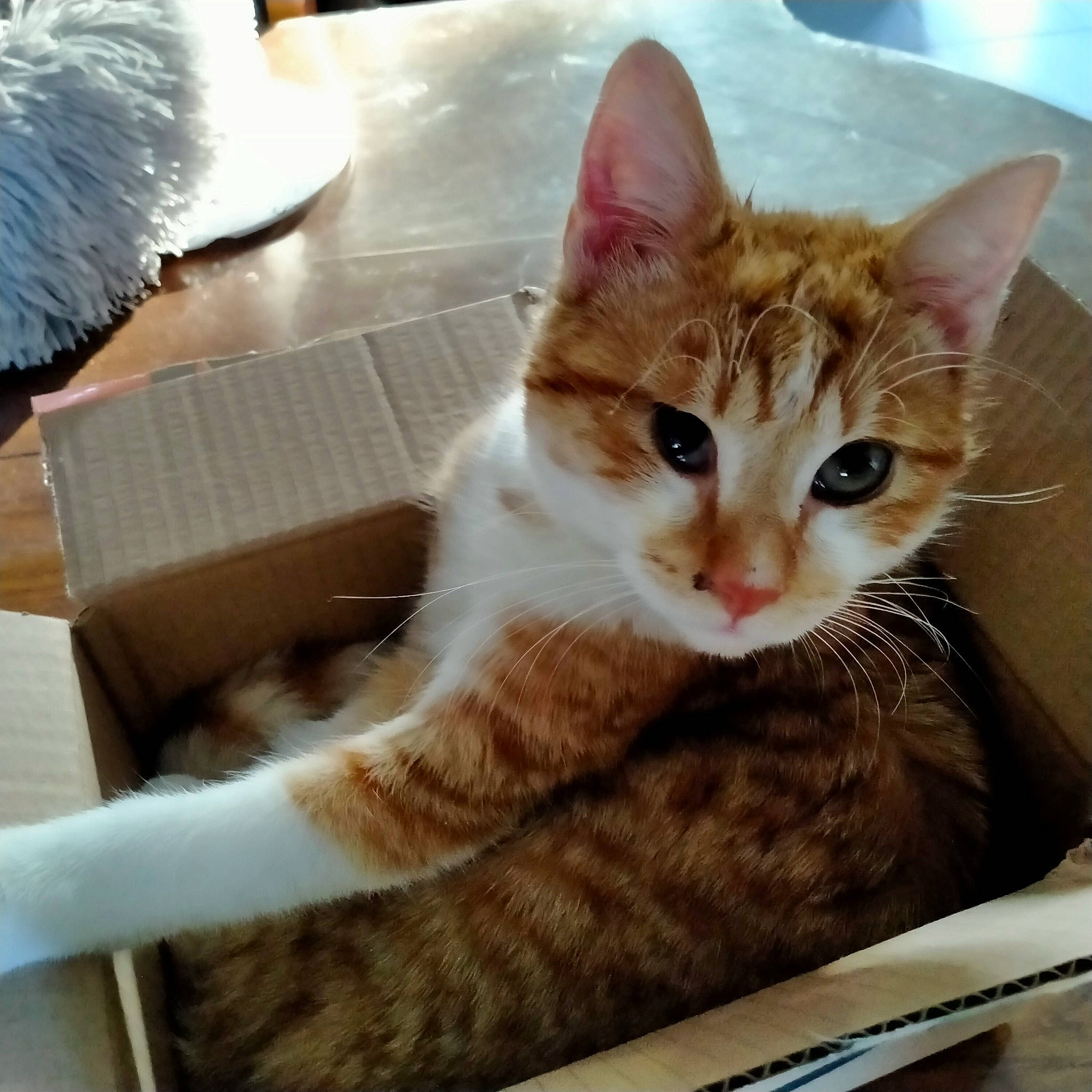 Tex