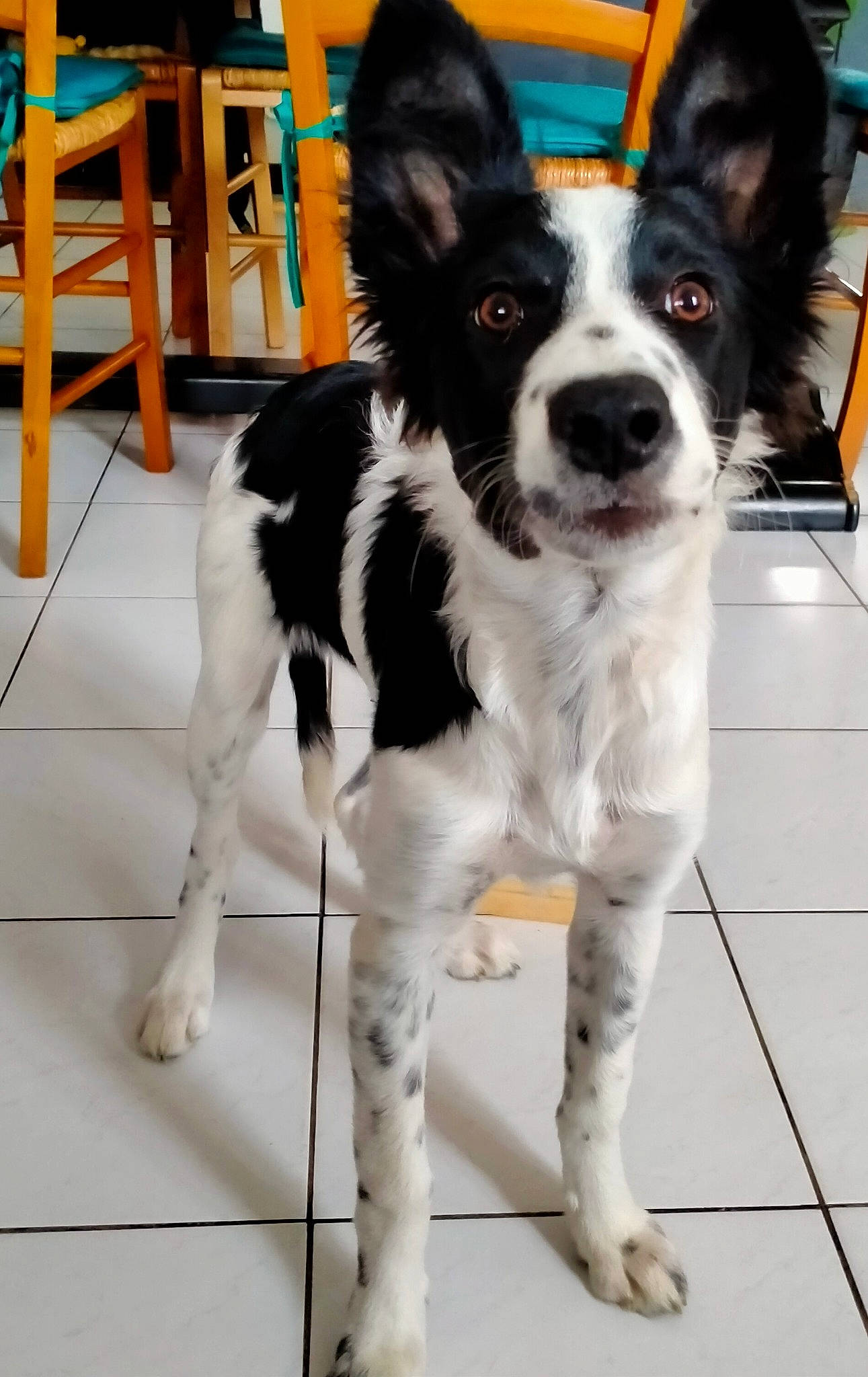 Shelby participe au concours pour gagner de l'argent avec cette photo : canidae, carnivore, chair, companion_dog, dog, dog_breed, door, flooring, fur, herding_dog, recreation, snout, sporting_group, sports_equipment, tail, whiskers, working_animal, working_dog