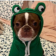 Millie is registered to the contest to win money with this photo: animal, bed, blanket, brown, clothing, costume, cute, dog, expression, fabric, face, green, hoodie, indoor, leaf, pattern, pet, portrait, sitting, white