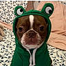 animal, bed, blanket, brown, clothing, costume, cute, dog, expression, fabric, face, green, hoodie, indoor, leaf, pattern, pet, portrait, sitting, white