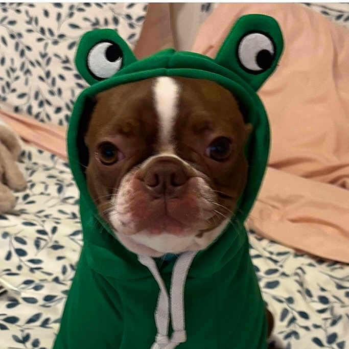 Millie is registered to the contest to win money with this photo: animal, bed, blanket, brown, clothing, costume, cute, dog, expression, fabric, face, green, hoodie, indoor, leaf, pattern, pet, portrait, sitting, white
