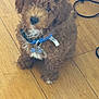 Leeyan is registered to the contest to win money with this photo: puppy, dog, brown, fluffy, collar, pet, indoor, wooden_floor, sitting, cute, animal, young_dog, fur, domestic_animal, looking_up, blue_collar, flooring, companion, canine, adorable