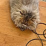 Leeyan joined the competition — help win amazing prizes! cat, fluffy, sleepy, wooden_floor, cable, indoor, pet, fur, tabby, animal, cute, relaxed, whiskers, ears, paws, domestic, feline, brown, long_hair, resting