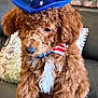 Leeyan joined the competition — help win amazing prizes! animal, bowtie, brown_fur, close_up, couch, curly_fur, cute, decorative_pillow, dog, domestic_animal, furry, hat, indoor, patriotic_hat, pet, portrait, puppy, red_white_blue, sitting, white_chest