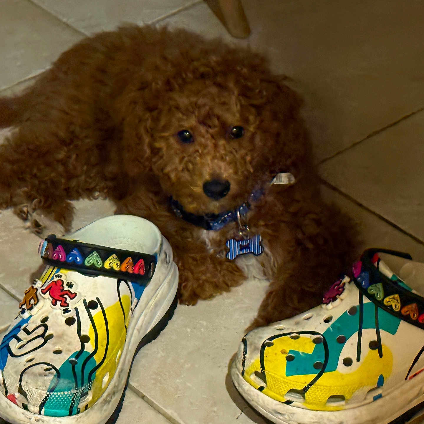 Leeyan joined the competition — help win amazing prizes! animal, black_nose, brown, collar, colorful, crocs, curly_fur, cute, dog, floor, footwear, indoor, pet, playful, puppy, shoes, tag, tile, white, young_dog