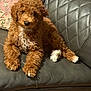 puppy, dog, brown, curly_hair, white_paws, leather_couch, cushion, indoor, pet, cute, young_dog, fur, animal, relaxing, cozy, home, sofa, brown_dog, small_dog, companion