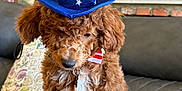 Leeyan is registered to the contest to win money with this photo: brown, collar, couch, curly_fur, cute, dog, floral, hat, home, indoor, key, leather, patriotic, pet, pillow, puppy, red_white_blue, sitting, television, white_patch