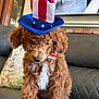 brown, collar, couch, curly_fur, cute, dog, floral, hat, home, indoor, key, leather, patriotic, pet, pillow, puppy, red_white_blue, sitting, television, white_patch