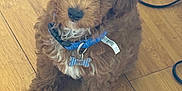 Leeyan joined the competition — help win amazing prizes! puppy, dog, brown, curly_fur, collar, bone_tag, wooden_floor, indoor, pet, cute, sitting, fur, young_dog, domestic_animal, animal, leash, blue_collar, small, adorable, looking_up