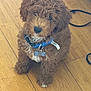 puppy, dog, brown, curly_fur, collar, bone_tag, wooden_floor, indoor, pet, cute, sitting, fur, young_dog, domestic_animal, animal, leash, blue_collar, small, adorable, looking_up
